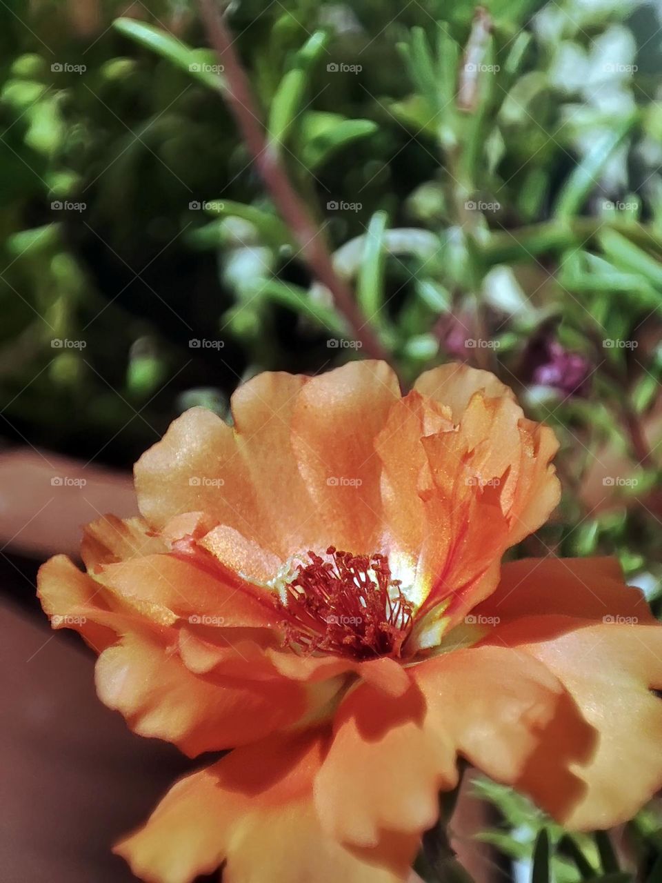Macro photo of a flower growing in the garden