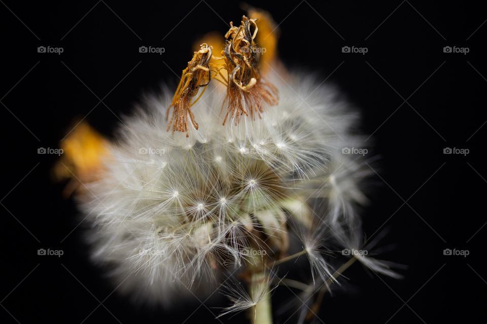 dried dandelion macro