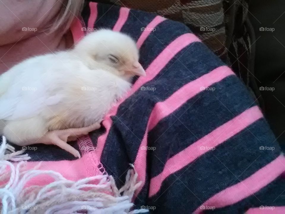 baby chick 2 days old