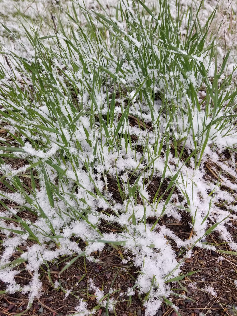 late spring snow covers the new growth of grass
