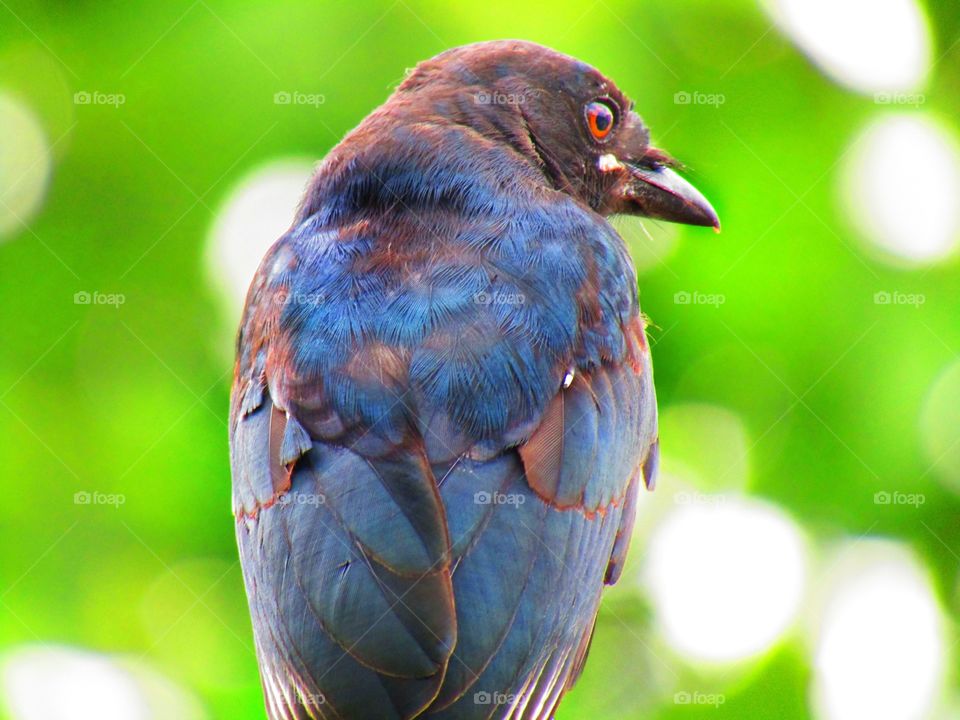 The black drongo (Dicrurus macrocercus) is a small Asian passerine bird of the drongo family Dicruridae.