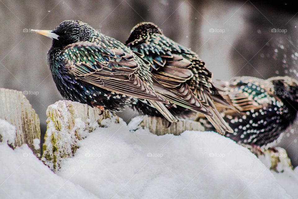 birds sitting on a snow covered fence in the middle of a snowstorm