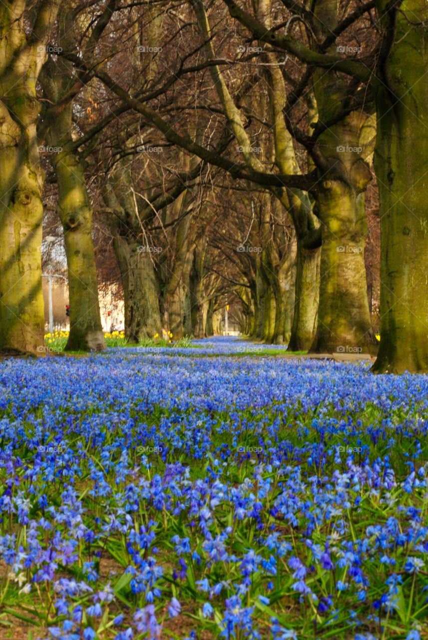 Scenic view of forest alley