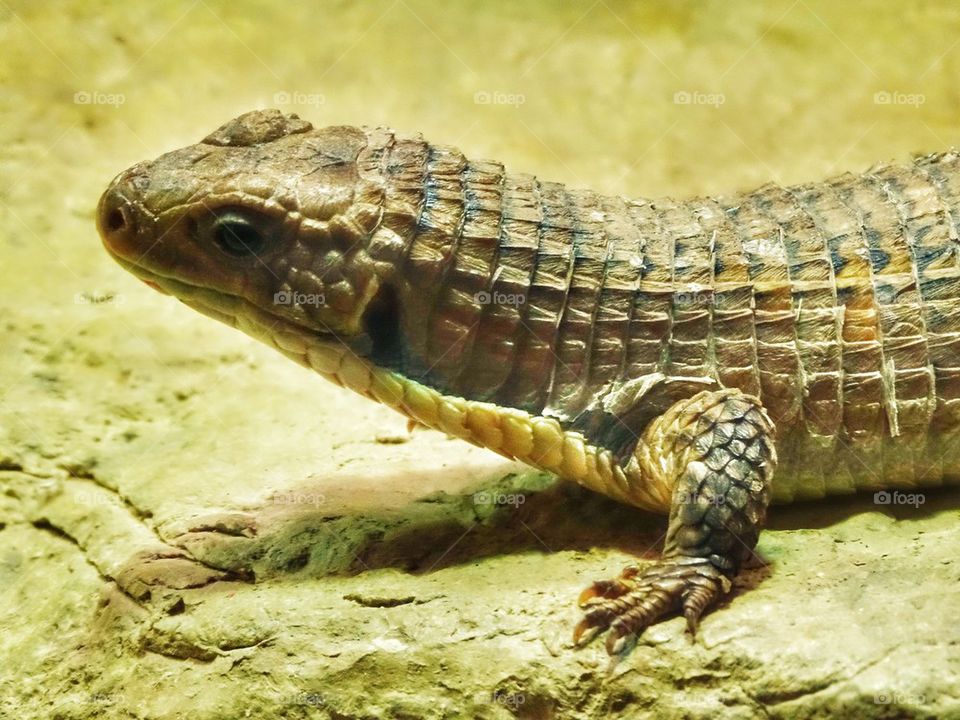 Giant Desert Lizard