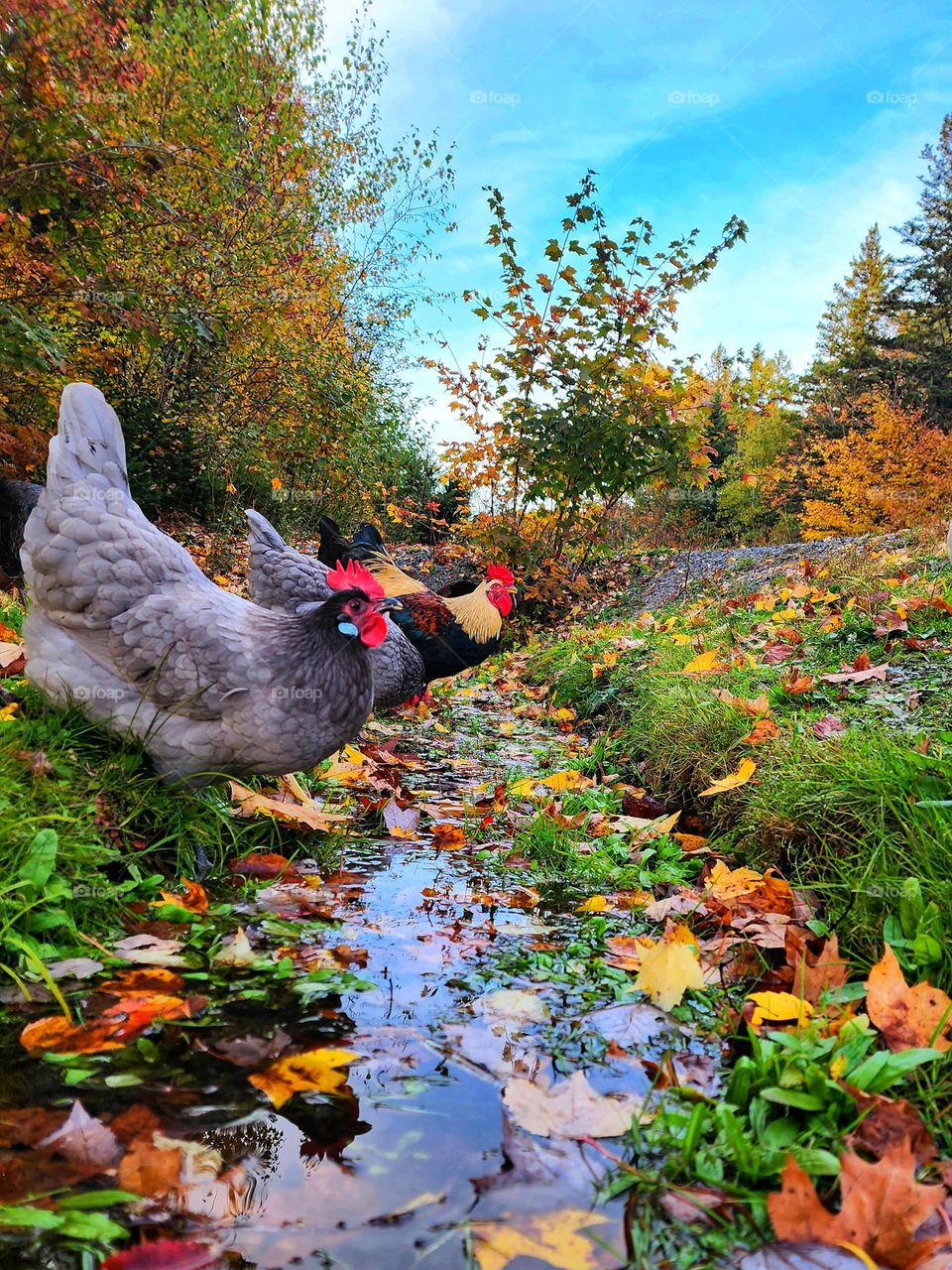 Chickens at the ditch for a drink.