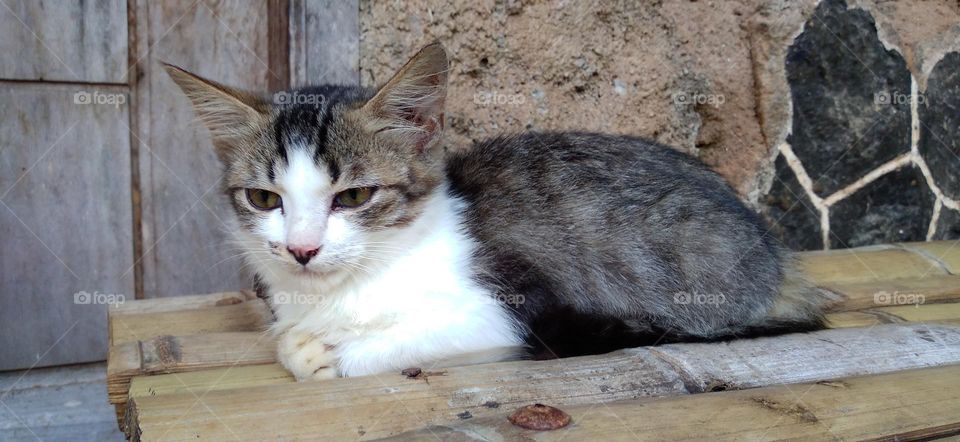 A kitten sitting relaxed on a bamboo chair