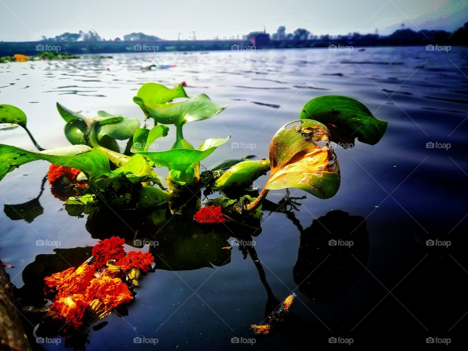 A green aquatic plant is floating on water.