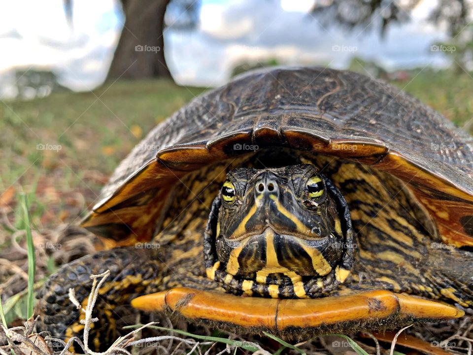 Best of 2021 - A close up of a Florida Yellow Bellied Slider, slides along the grassy banks of the lake