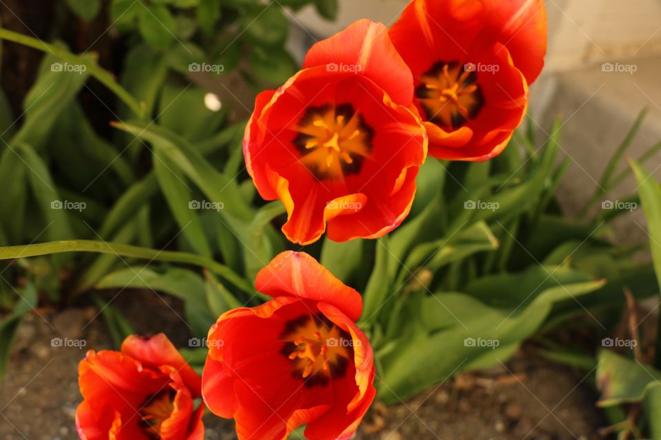 Orange tulips