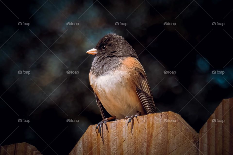 Bird sitting on fence moody portrait animal wildlife cool beautiful different outdoor animals dark mood edited Lightroom photo picture no people 