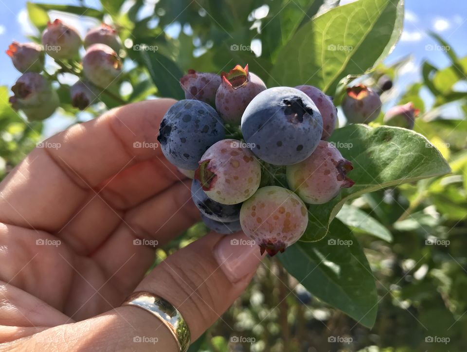 Blueberry picking at the farm