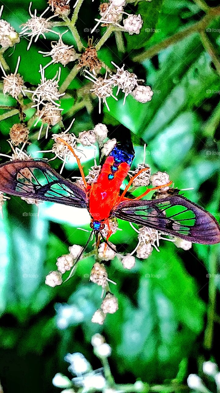 red and blue moth