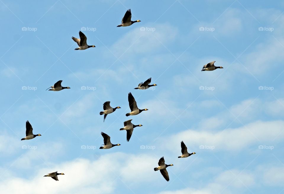 Flying geese