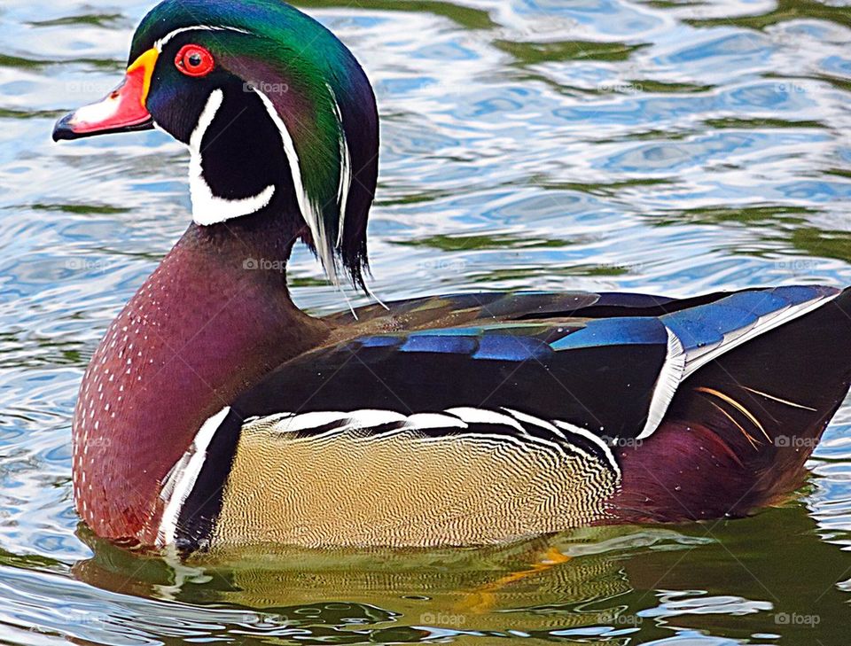 Wood Duck