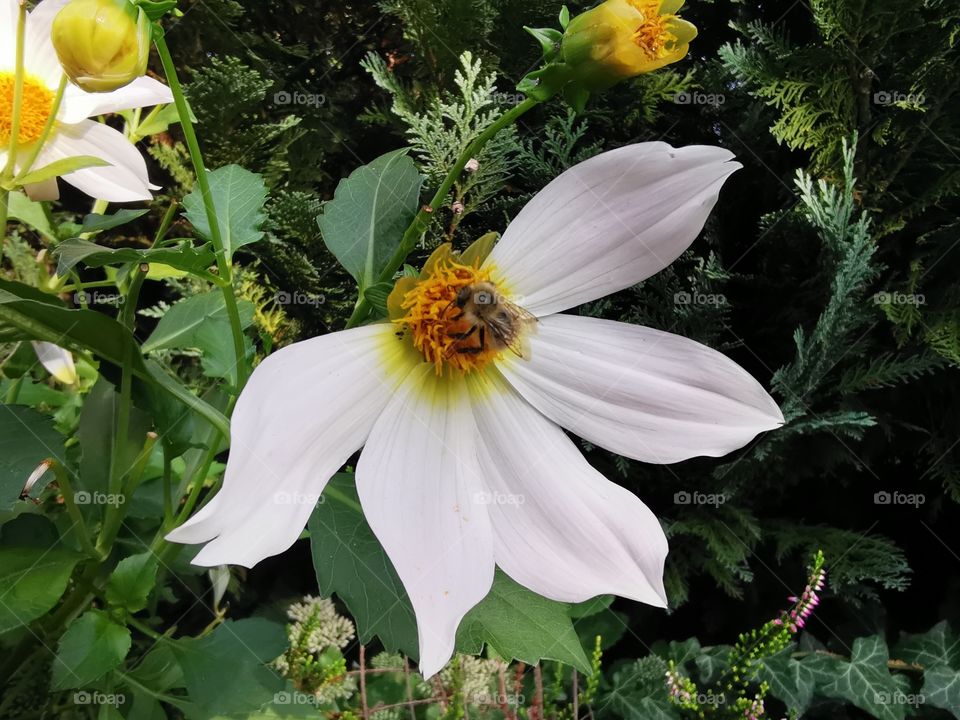 Halbe Blüte und eine Biene