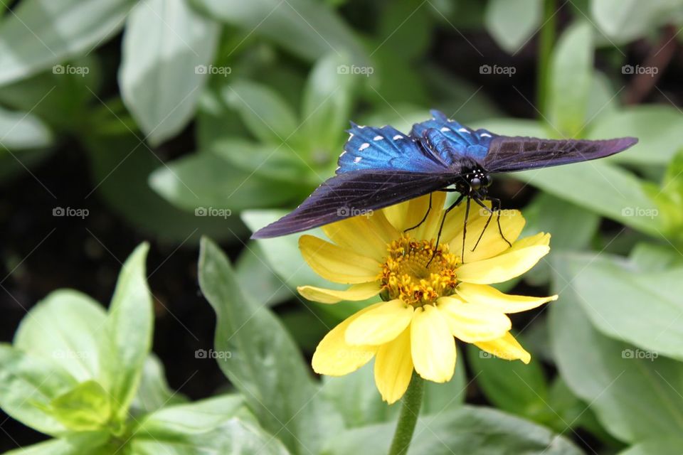 Blue butterfly on a yellow flower 