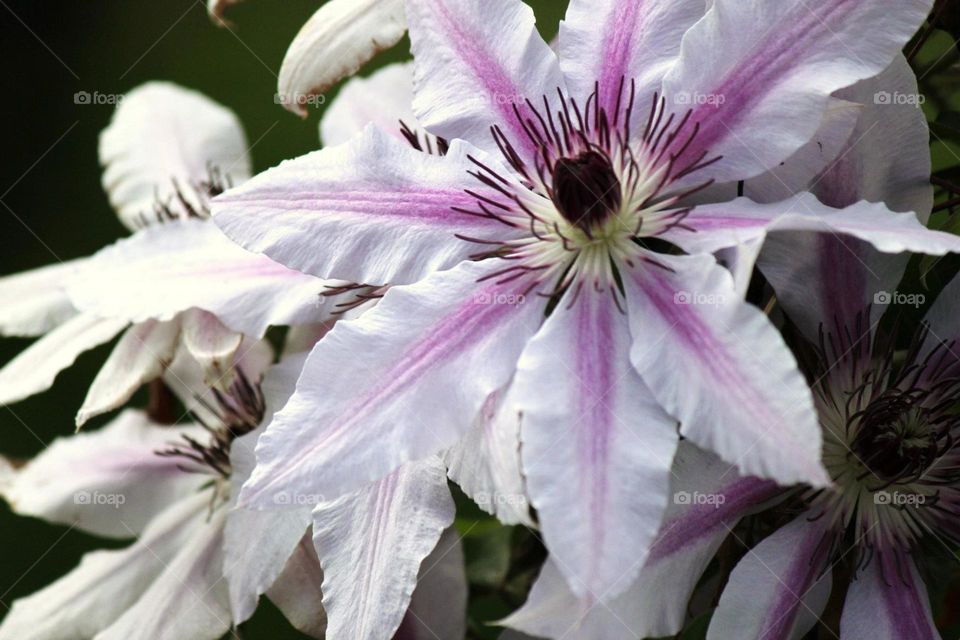 Purple accent flower