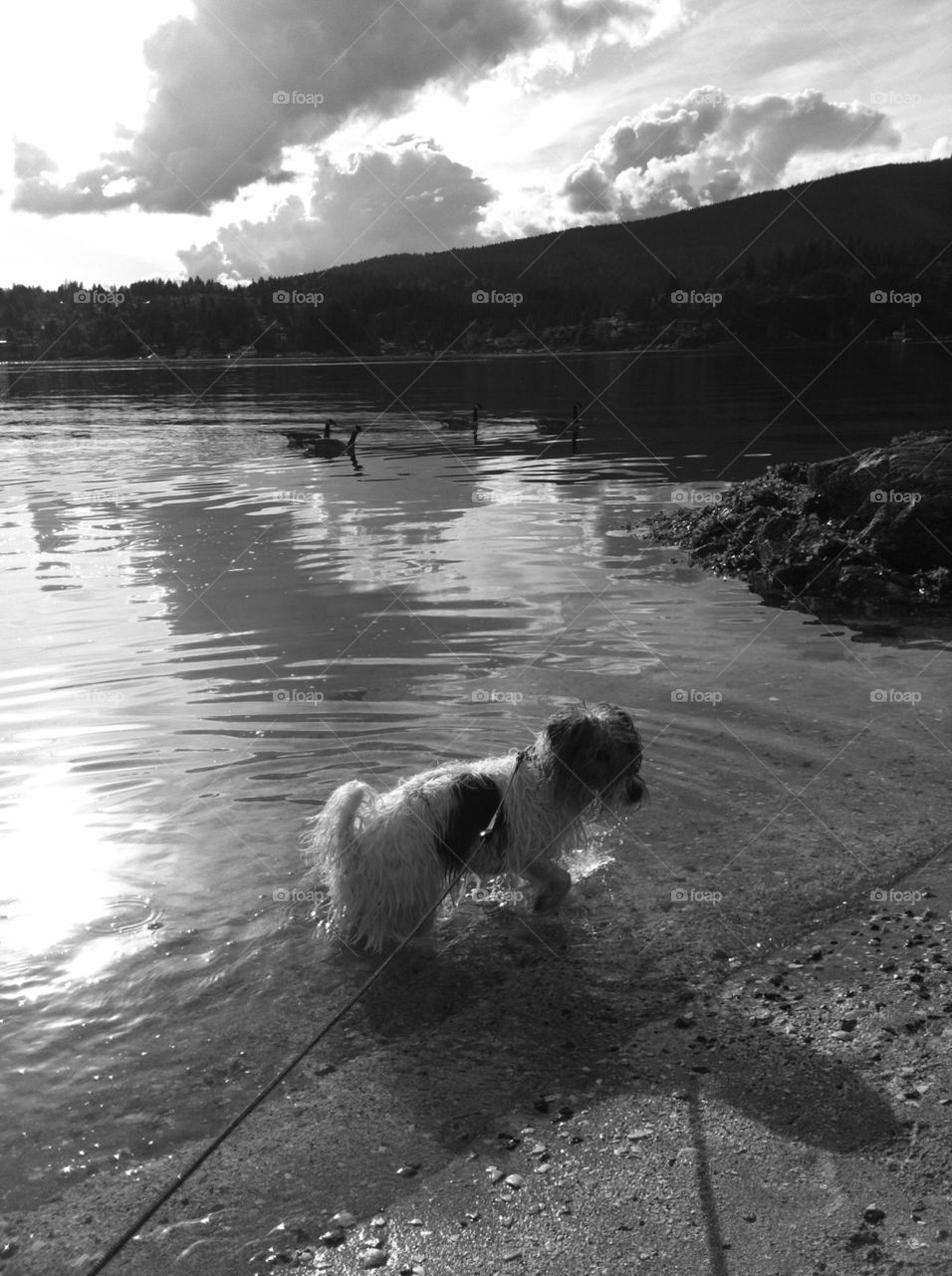 Jack Russell terrier and Canada geese  in ocean bay. Jack Russell terrier sharing ocean with the geese