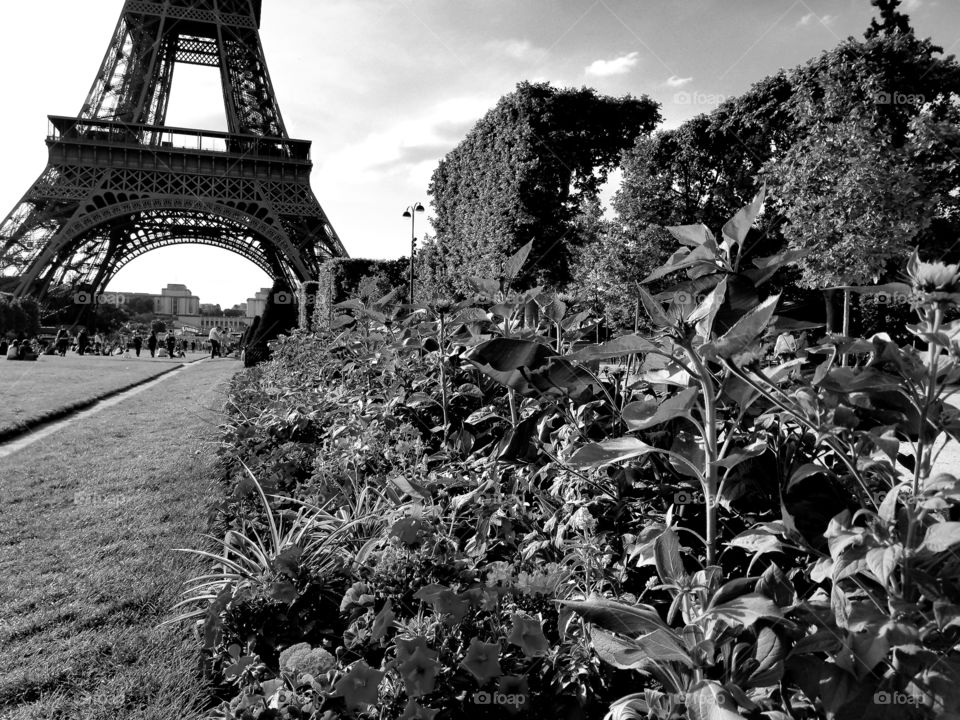 Eiffel tower flowers