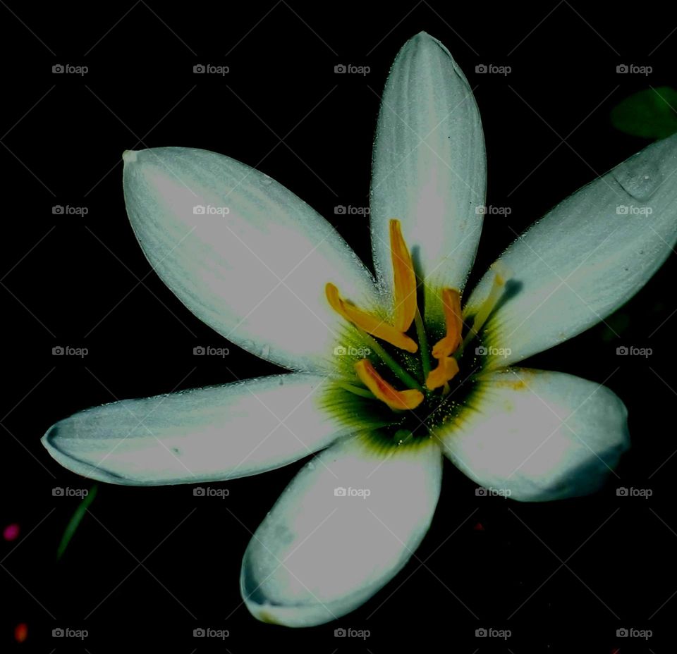 naturelove, beautiful flowers, lovely, colourful, drak picture, white