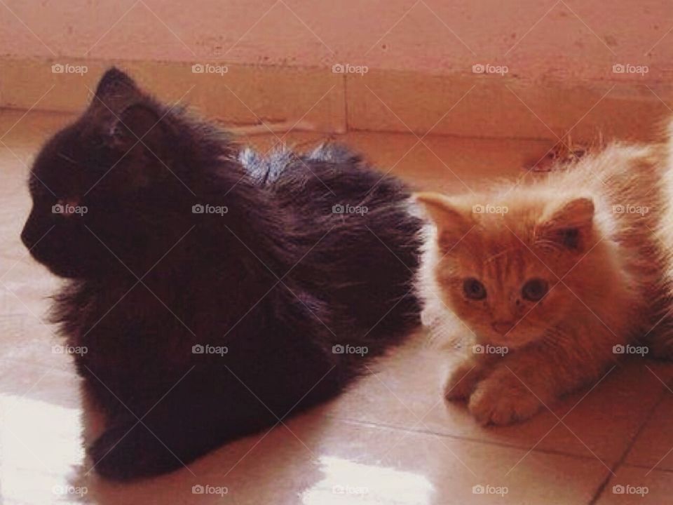 Black and Golden Persian Cats