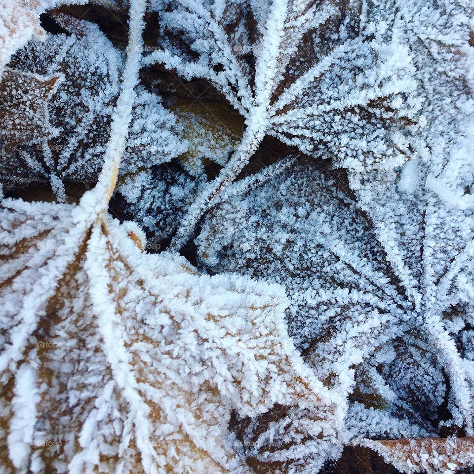 Frost on leaves