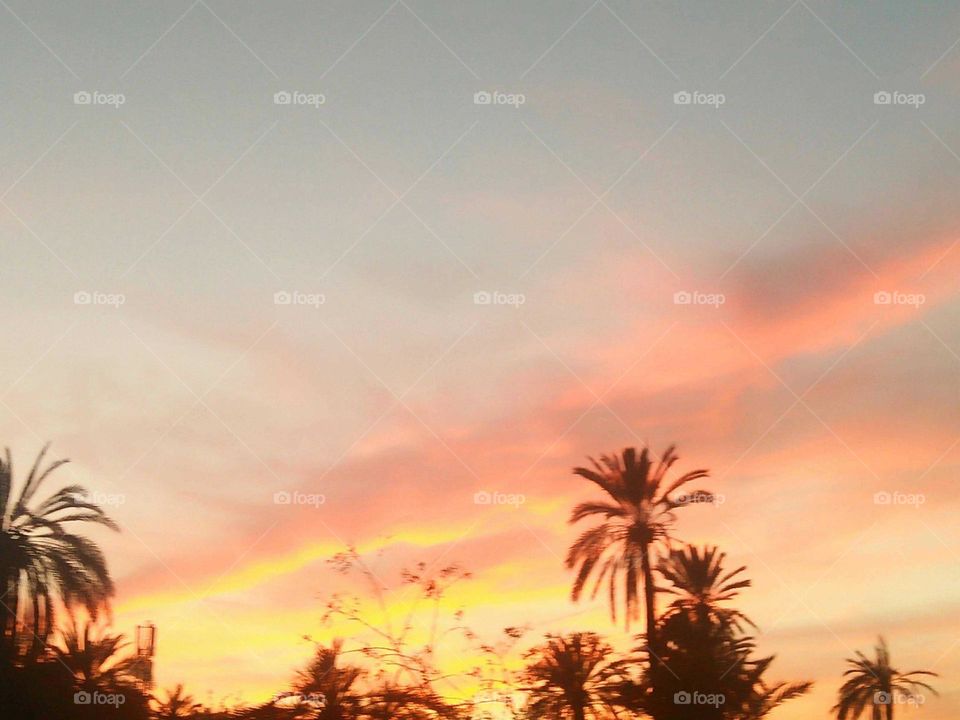 Beautiful palm tree and magic sunset.