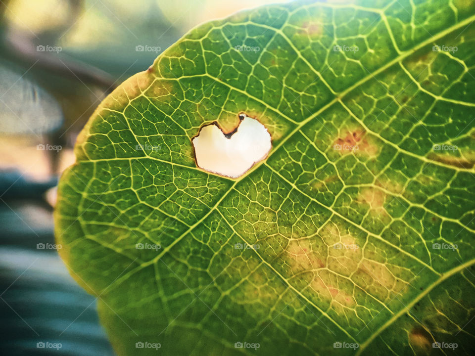 heart shape eaten into a leaf