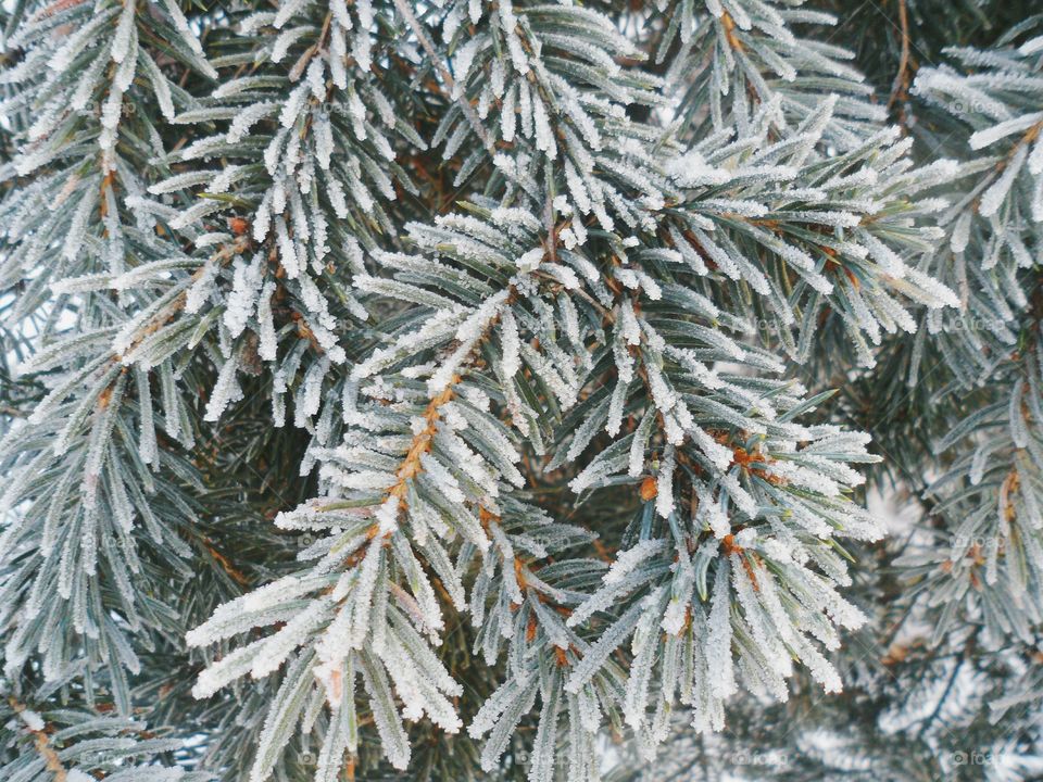 branch of spruce in frost, winter 2017