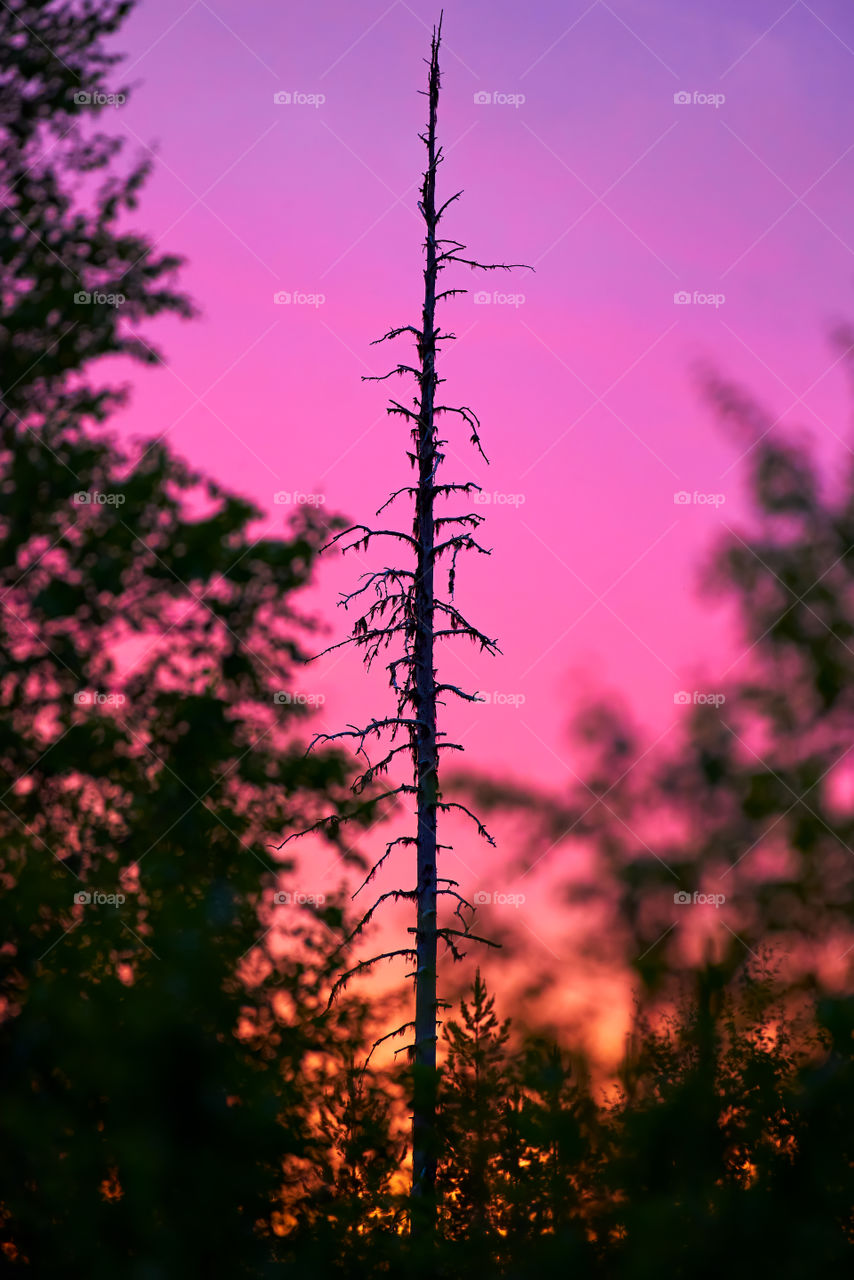 Fir tree snag surrounded by colourful midnight sun light in the forest located in Pello that is in the Finnish Lapland. 