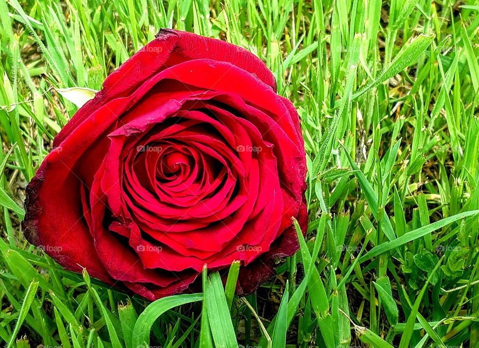 rose on grass