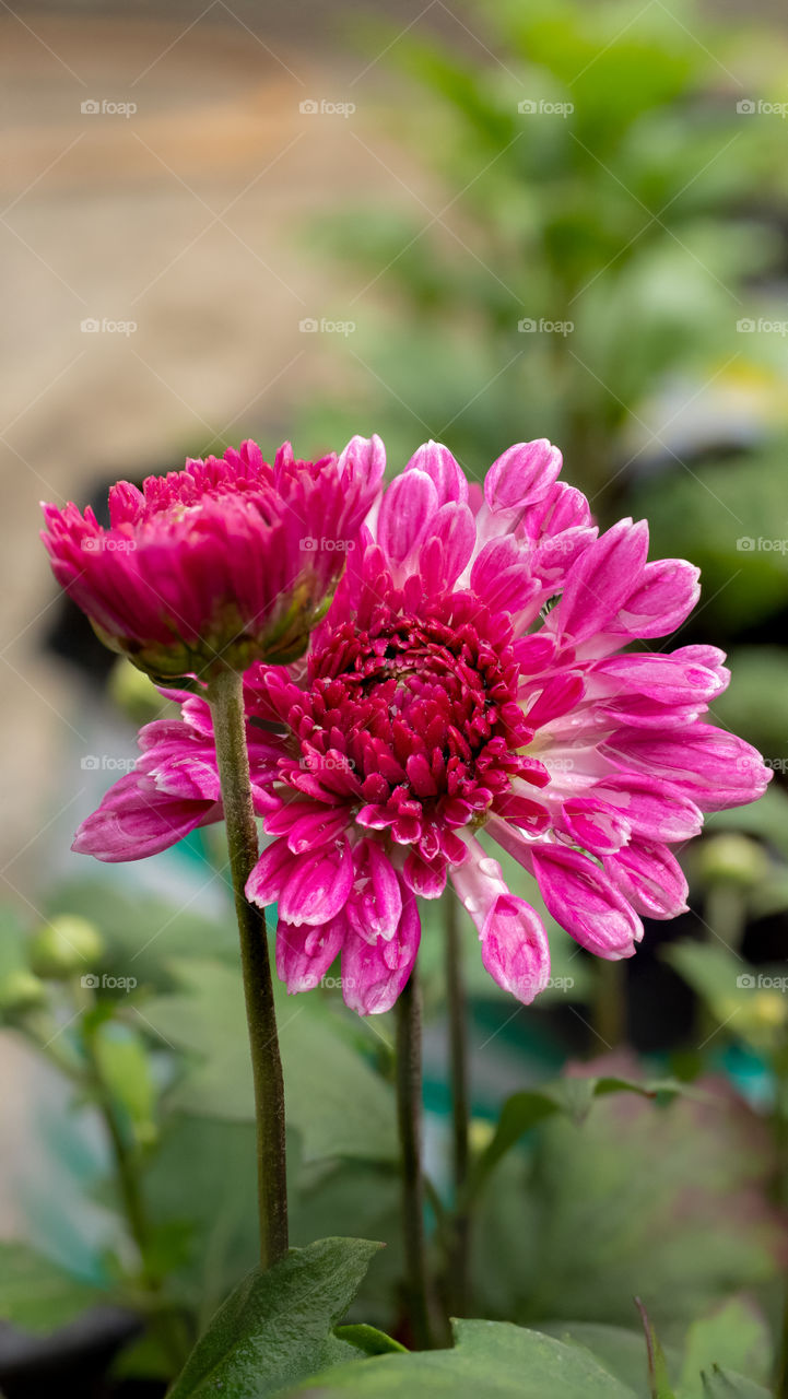 Pink Chrysanthemum Flower