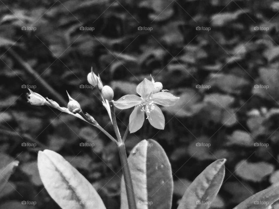black  & white flowers