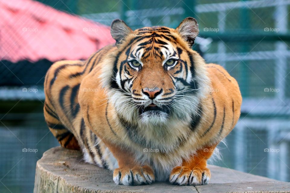 tiger 🐅