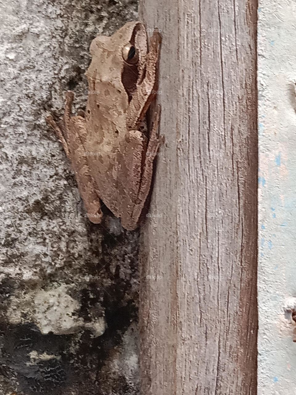 frog on the door