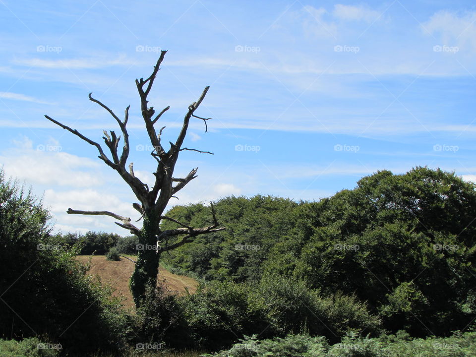 No Person, Tree, Landscape, Nature, Outdoors