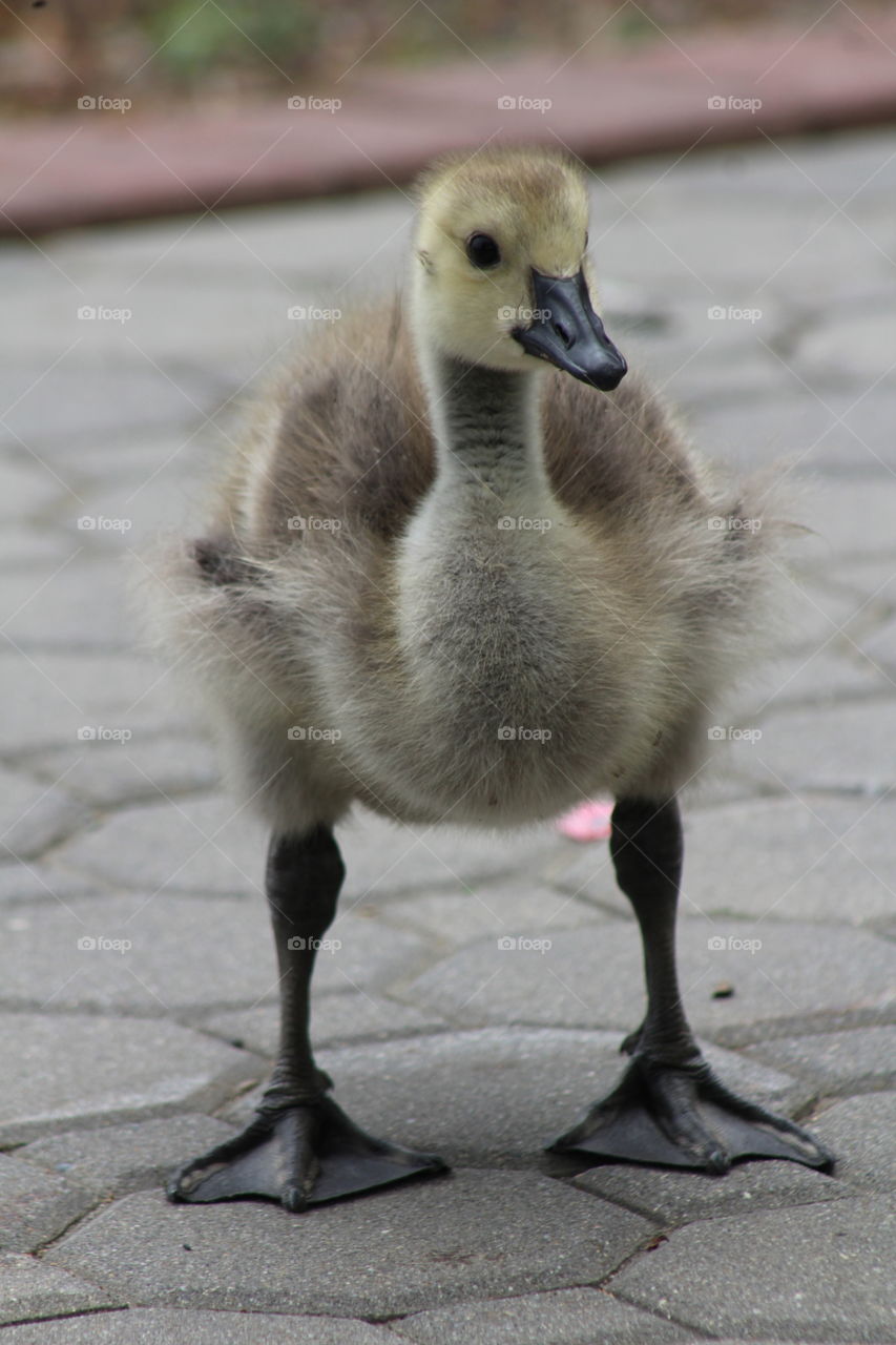 Downy yellow gosling standing and looking into camera