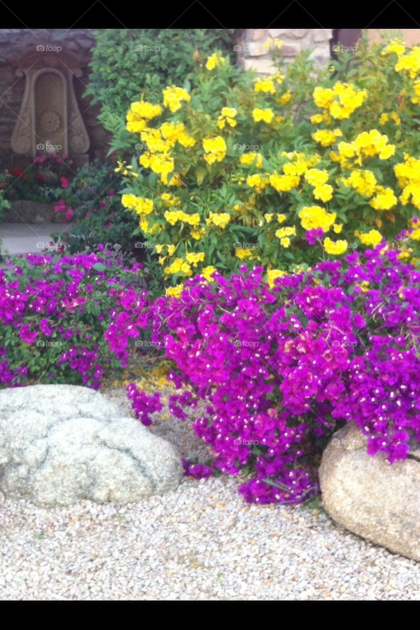 Spring, flowers, Az., 