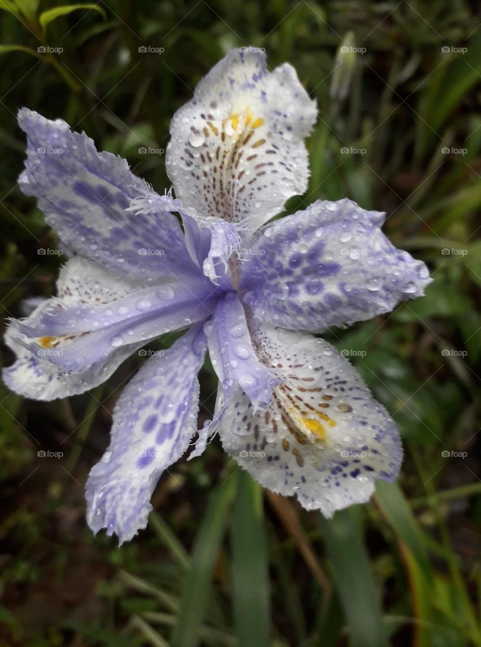 Beautiful flowers in bloom