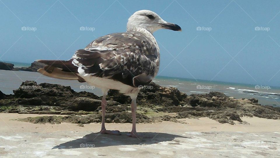 Beautiful seagull on the wall locking at camera.