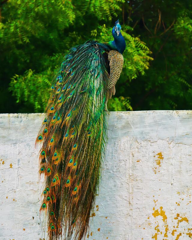 Peacock