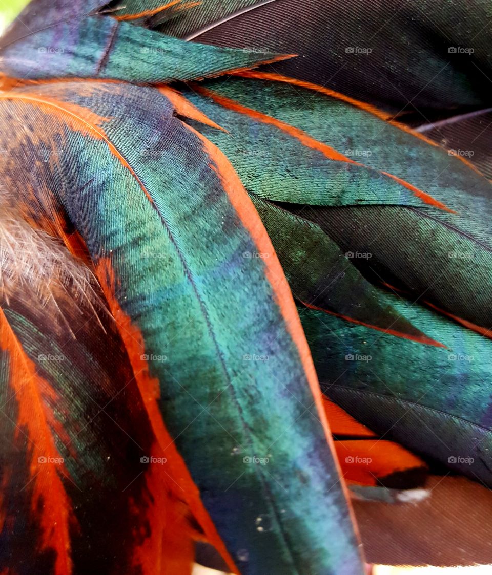 just the feathers that created the patterns