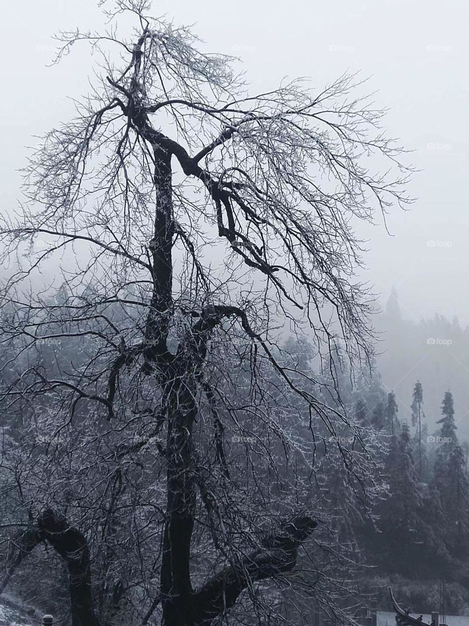 Frozen Tree