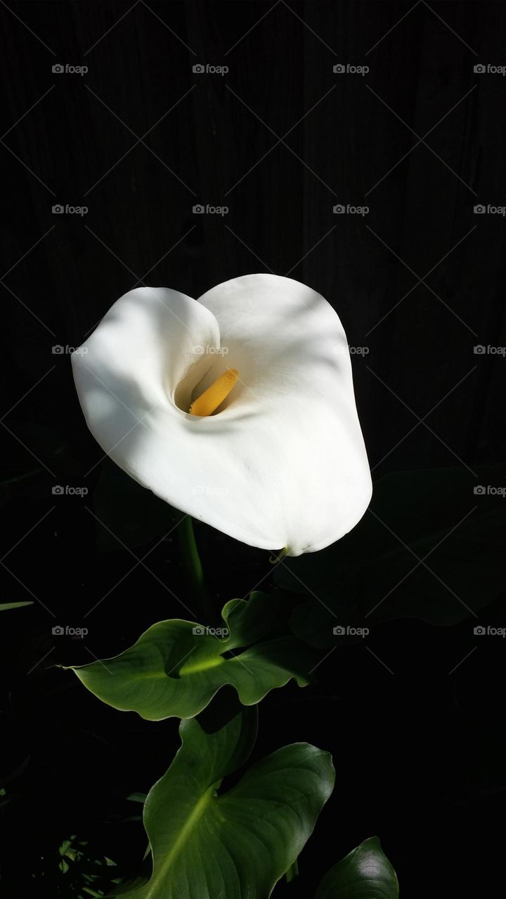 This bright white calla lily stands out in the shade