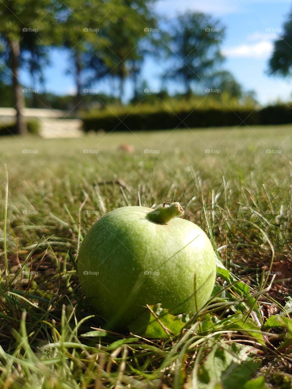 The Apple fel from the tree