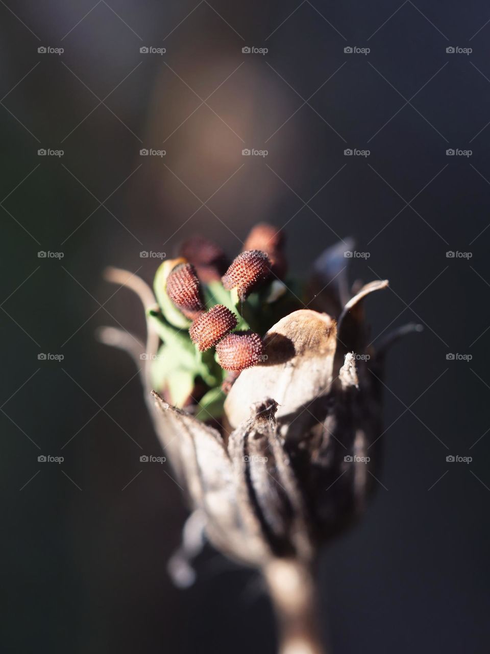 Macro of capsule with germinating seeds inside