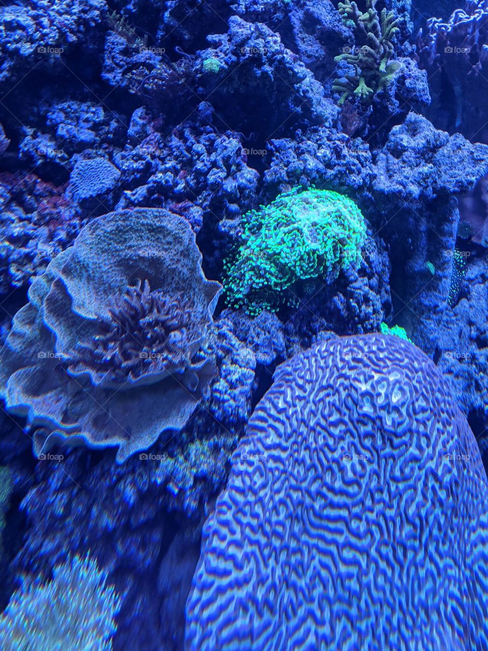coral reef exhibit at the zoo. each type of coral has unique patterns and markings