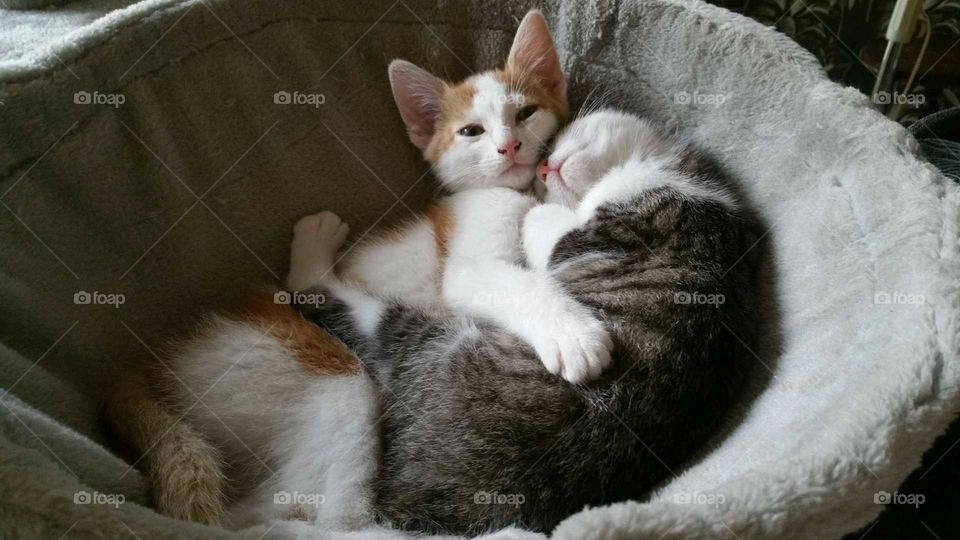 Adorable cuddling kittens in soft sleeping bed