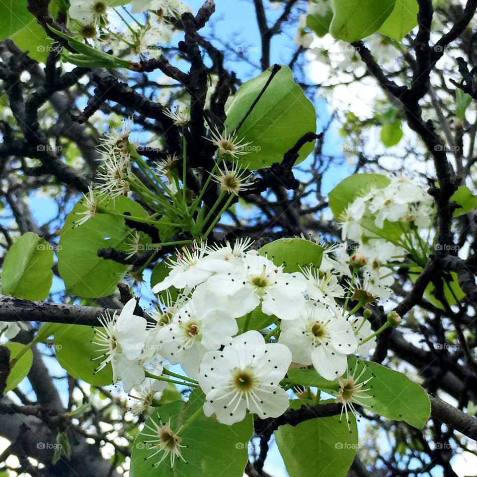 Callery pear 