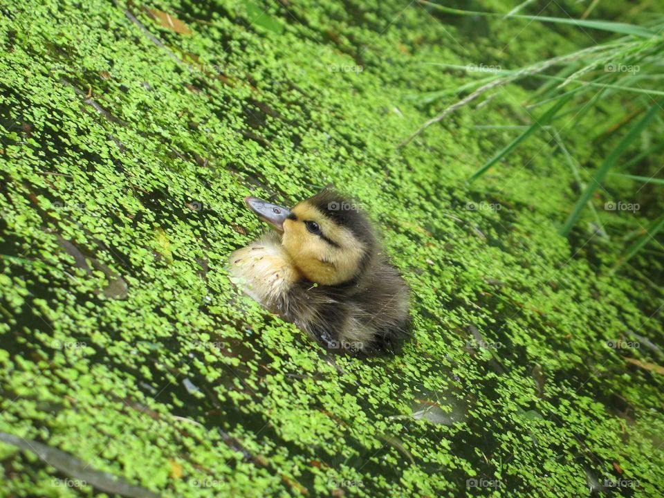 Small duck in a pond